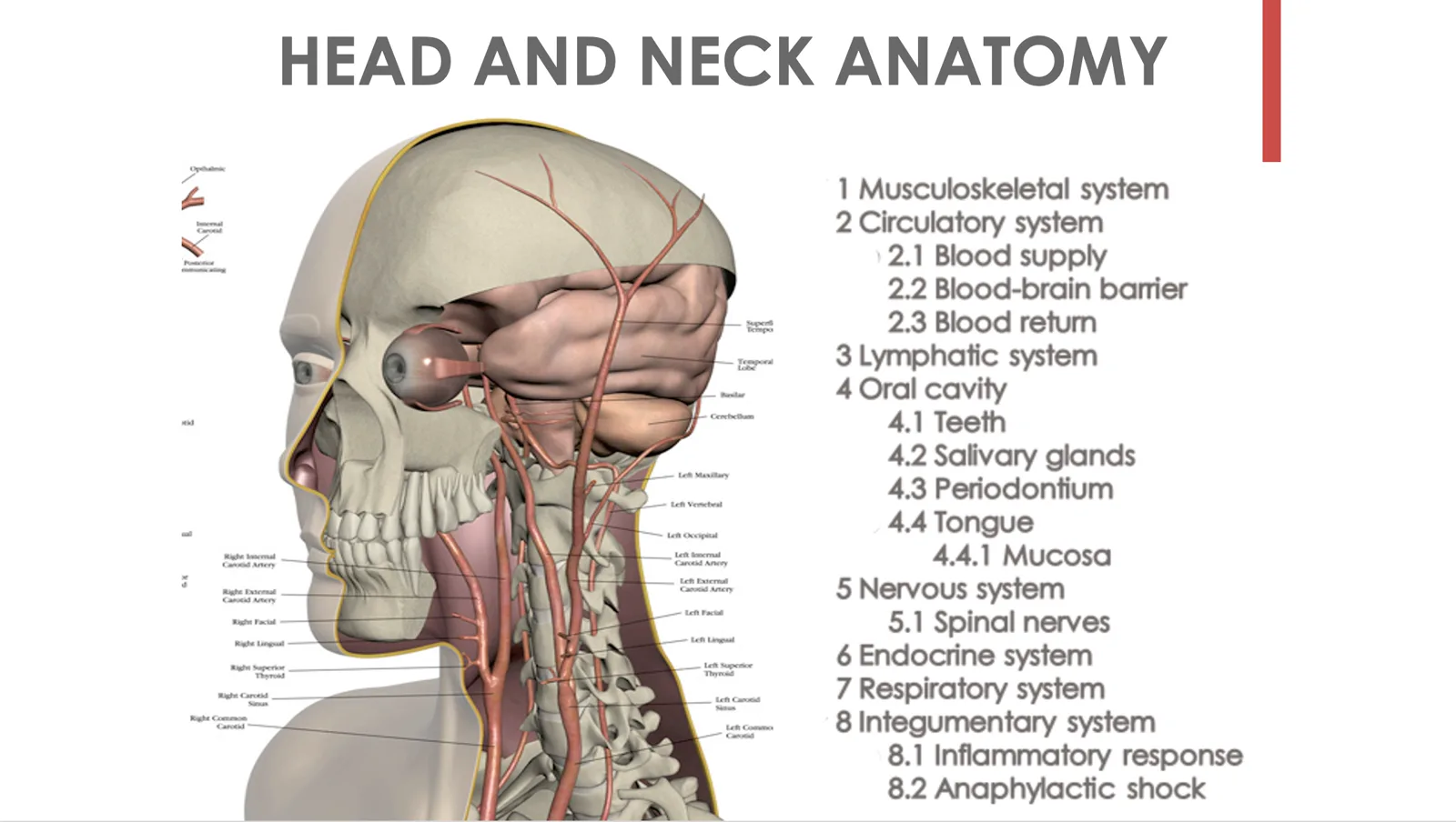 Anatomical diagram of the head and neck showing the musculoskeletal, circulatory, lymphatic, oral, nervous, endocrine, respiratory, and integumentary systems